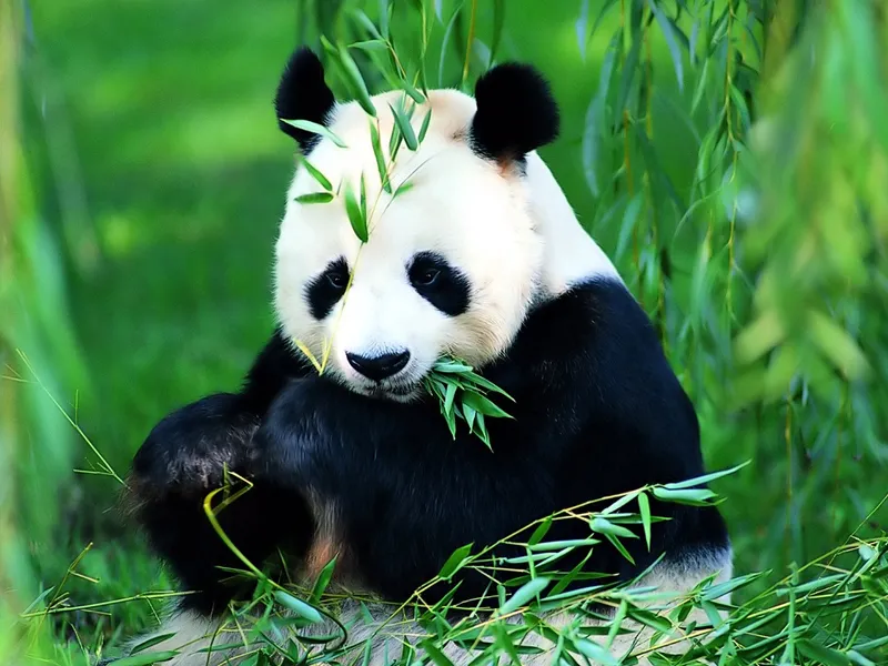 China Travel 2026 What to See in Sichuan